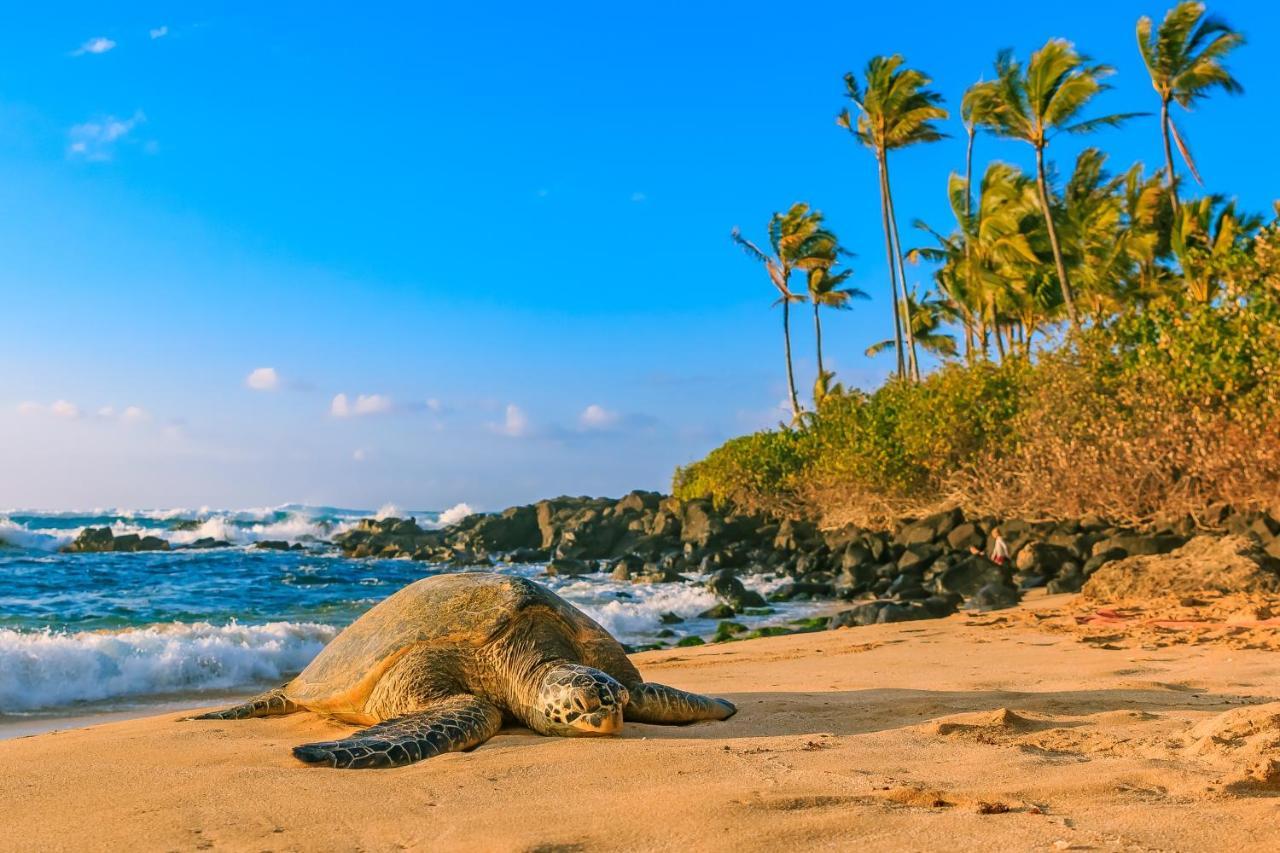 Hawaiian Monarch 801 Condo هونولولو المظهر الخارجي الصورة